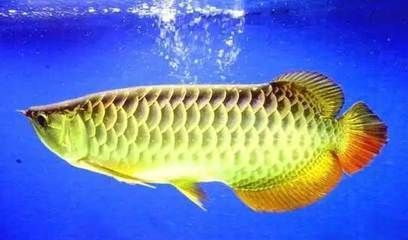 紅尾金龍魚什么時候變色：關于紅尾金龍魚變色的一些詳細信息