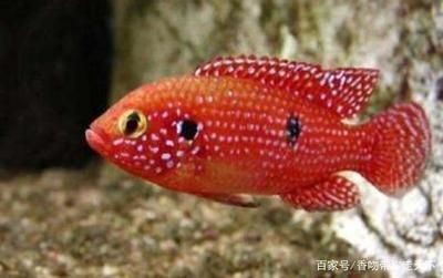 紅寶石魚和龍魚混養好不好：紅寶石魚和龍魚是否適合混養主要取決于它們的生活習性和性格特征