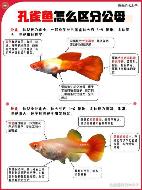 孔雀魚和龍魚混養(yǎng)好嗎圖片欣賞