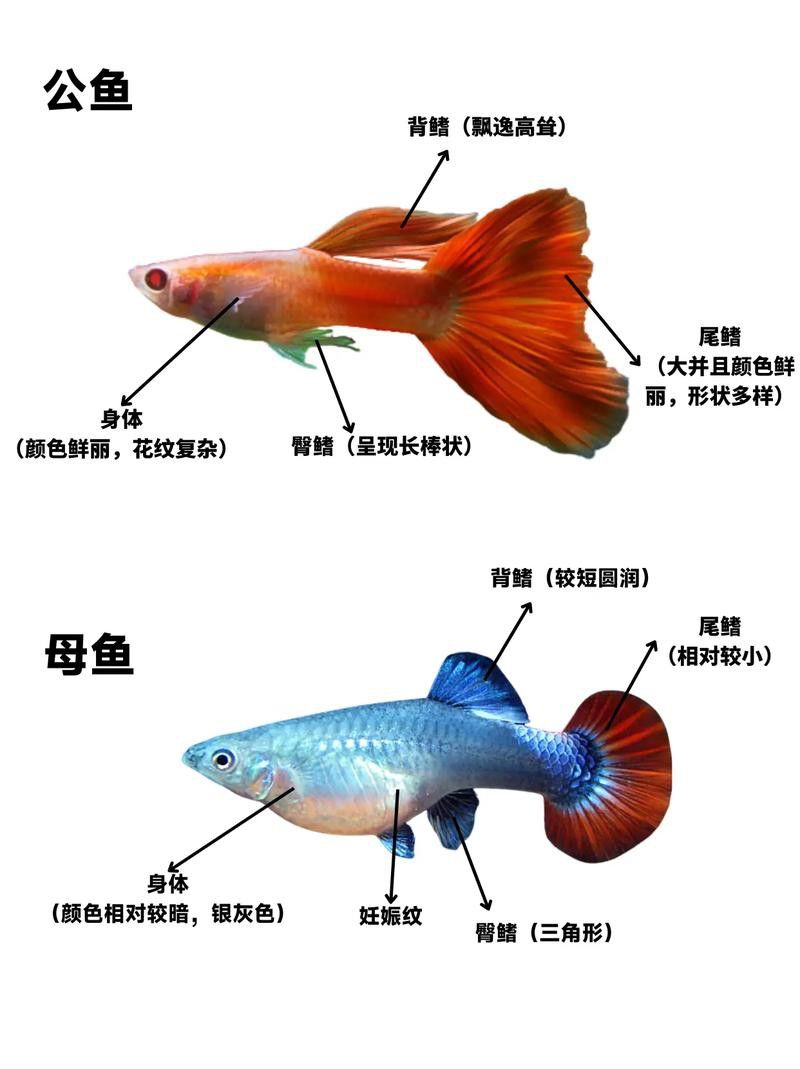 孔雀魚和龍魚混養(yǎng)好嗎圖片欣賞