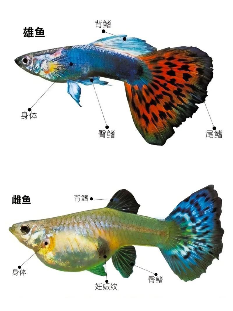 孔雀魚和龍魚混養(yǎng)好嗎圖片欣賞