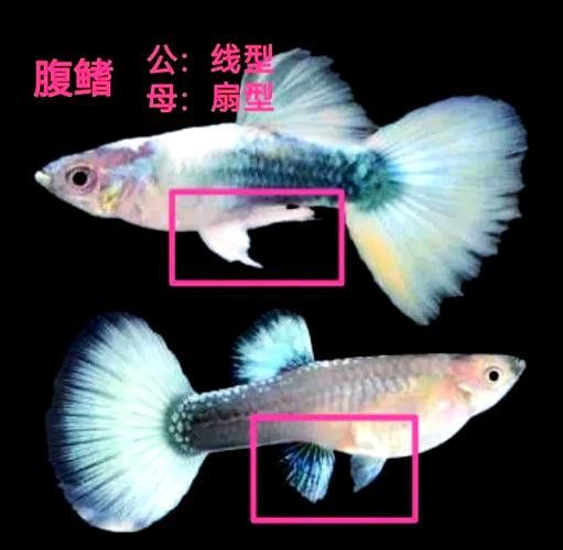孔雀魚和龍魚混養(yǎng)好嗎圖片欣賞