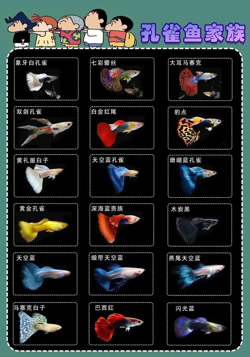 孔雀魚和龍魚混養(yǎng)好嗎圖片欣賞