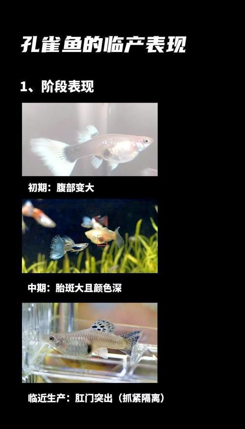 孔雀魚和龍魚混養(yǎng)好嗎圖片欣賞