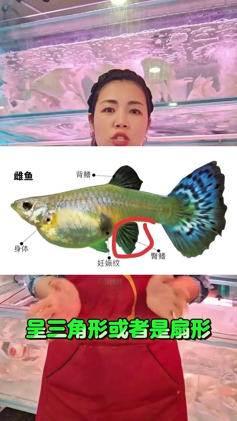 孔雀魚和龍魚混養(yǎng)好嗎圖片欣賞