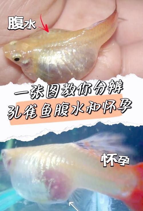 孔雀魚和龍魚混養(yǎng)好嗎圖片欣賞