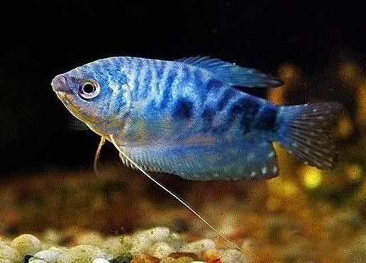 孔雀魚和龍魚混養(yǎng)好嗎圖片欣賞