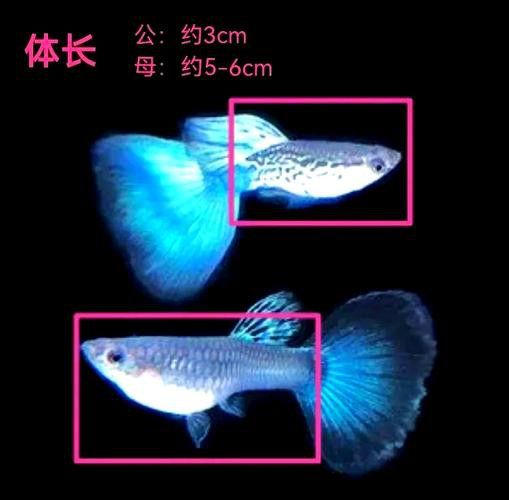 孔雀魚和龍魚混養(yǎng)好嗎圖片欣賞