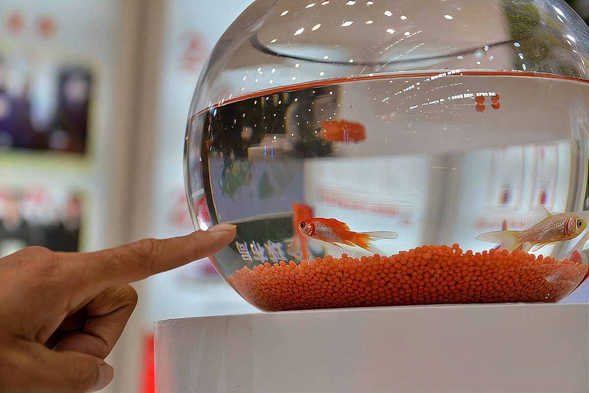 孔雀魚和龍魚混養(yǎng)好嗎圖片欣賞