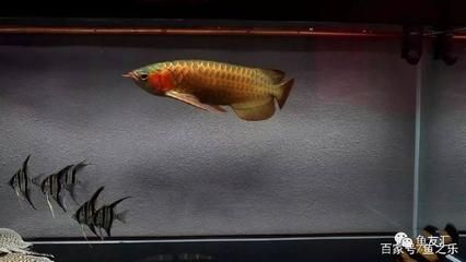 龍魚怎么改口（龍魚的口型變化是一種復(fù)雜的行為和心理因素持續(xù)了解）