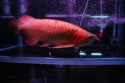 和紅龍魚混養(yǎng)的高端魚有哪些：和紅龍魚混養(yǎng)的高端魚種