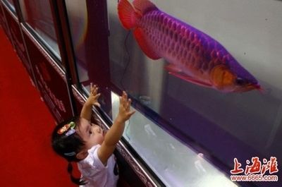 紅龍魚小魚晚上要開夜燈嗎：紅龍魚小魚在晚上是否需要開夜燈