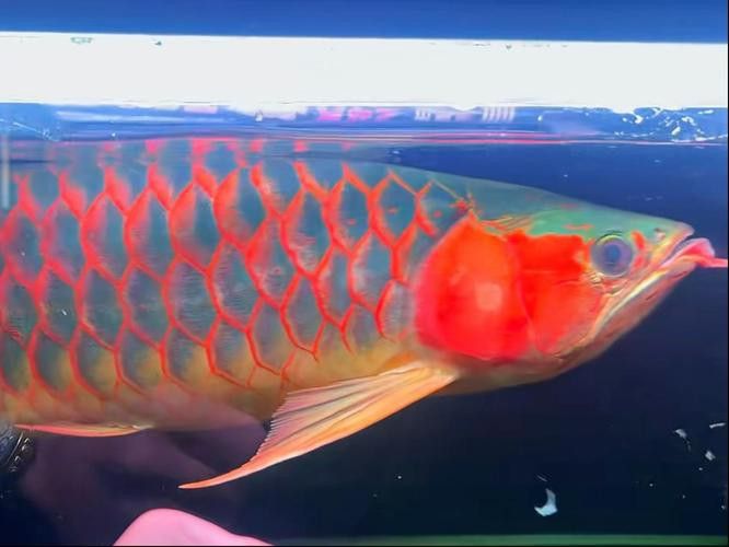 給我高清版頂級紅龍魚圖片