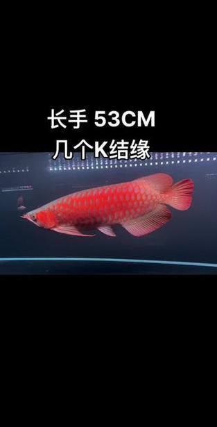 給我高清版頂級紅龍魚圖片