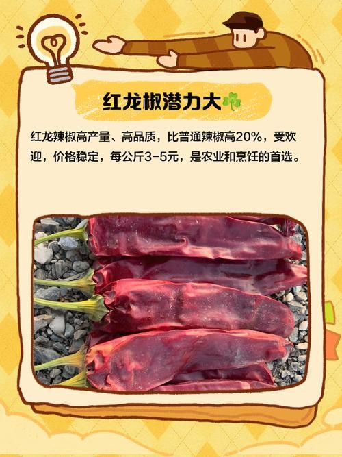 給我高清版頂級紅龍魚圖片