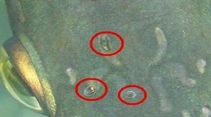 龍魚身上有白色線蟲怎么治：治療龍魚身上白色線蟲的方法 龍魚身上有白色線蟲怎么治：治療龍魚身上白色線蟲的方法 龍魚百科 第2張