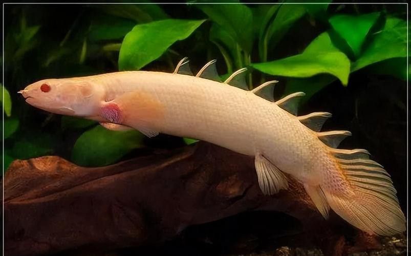 恐龍魚種類及圖片欣賞