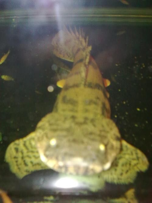 恐龍魚種類及圖片欣賞