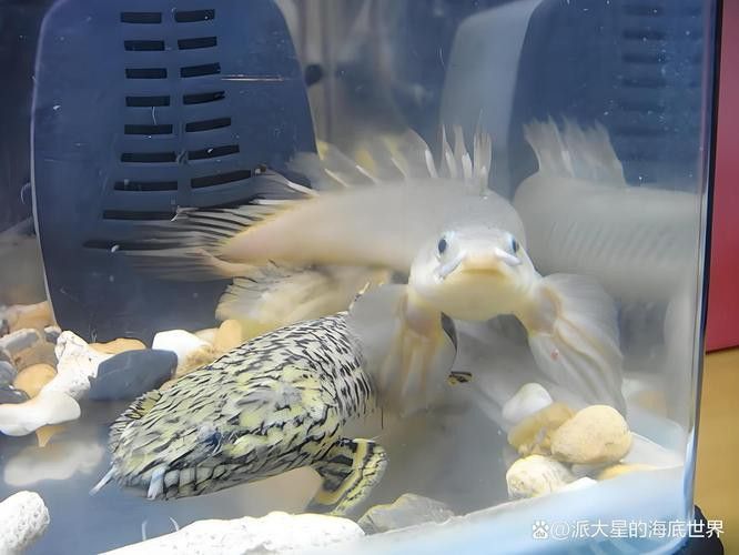 恐龍魚種類及圖片欣賞