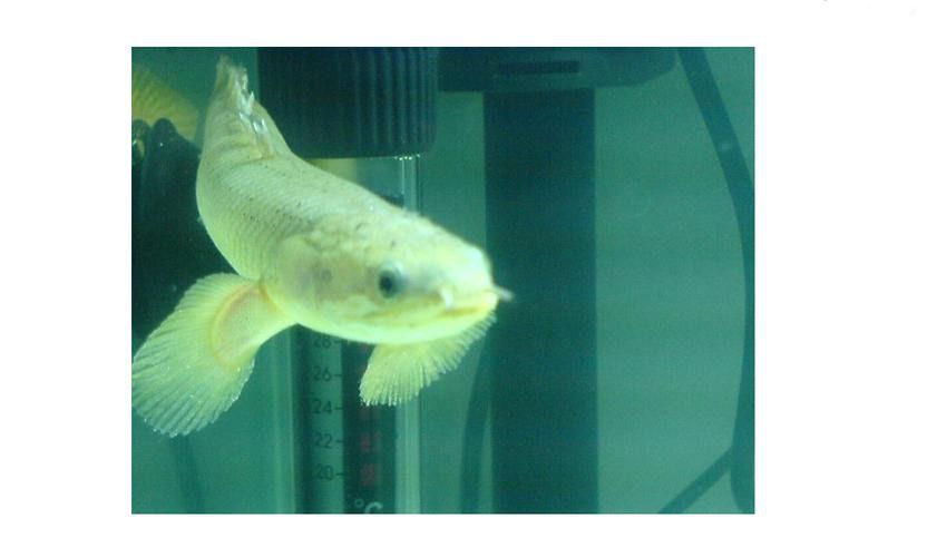 恐龍魚種類及圖片欣賞