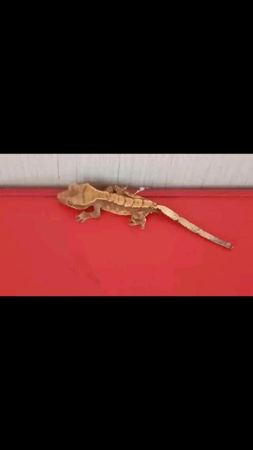 恐龍魚種類及圖片欣賞