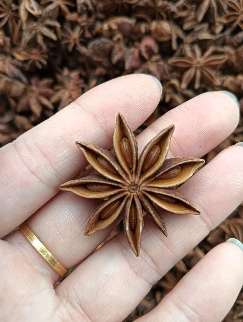 恐龍魚種類及圖片欣賞