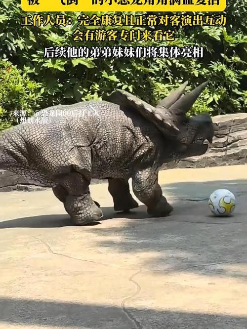 恐龍魚種類及圖片欣賞