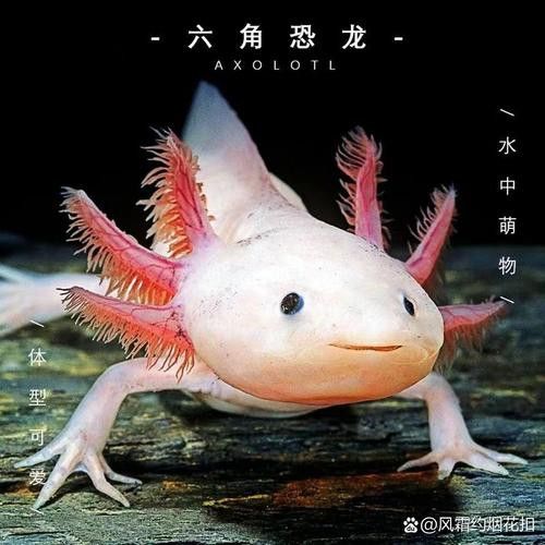 恐龍魚種類及圖片欣賞