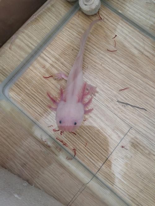恐龍魚種類及圖片欣賞