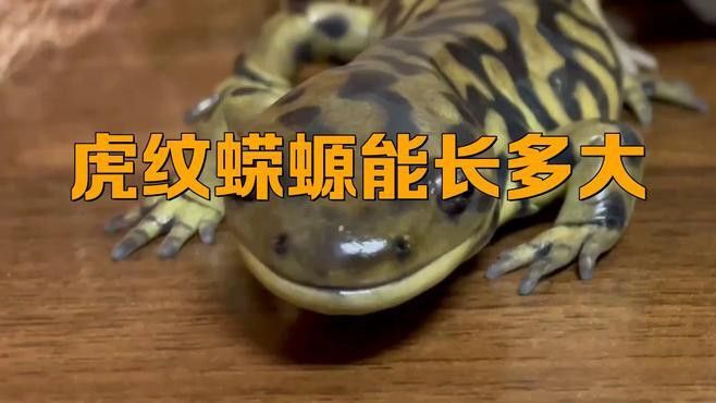 恐龍魚種類及圖片欣賞