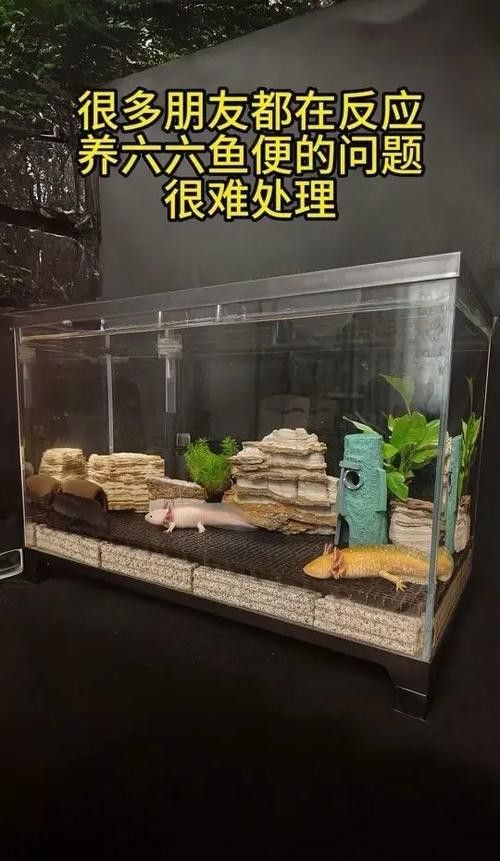 恐龍魚種類及圖片欣賞