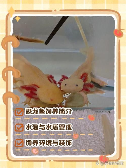 恐龍魚種類及圖片欣賞