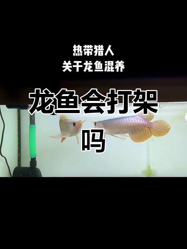 混養時如何避免發財龍魚受傷？