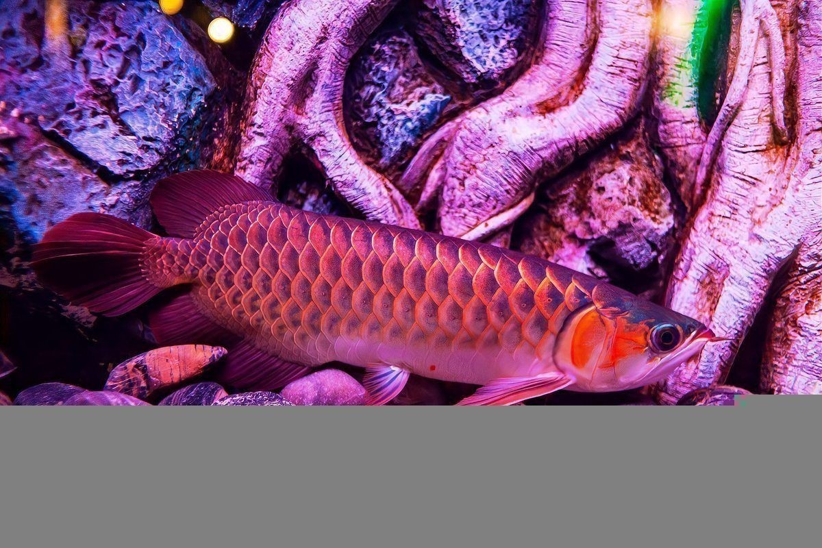 龍魚品種與價格對照 龍魚品種與價格對照 龍魚百科 第9張