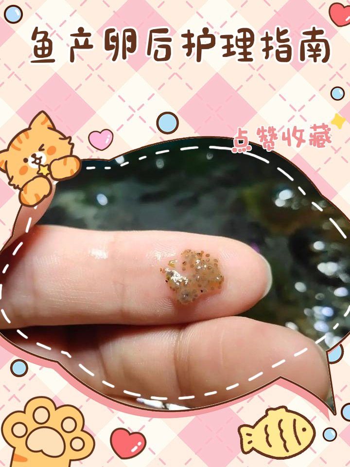 龍魚繁殖后如何護理? 龍魚百科 第2張 龍魚繁殖后如何護理? 龍魚繁殖后如何護理? 龍魚百科 第2張