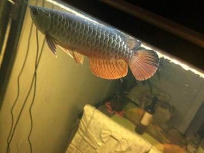 二手龍魚轉讓多少錢一條：二手龍魚轉讓價格