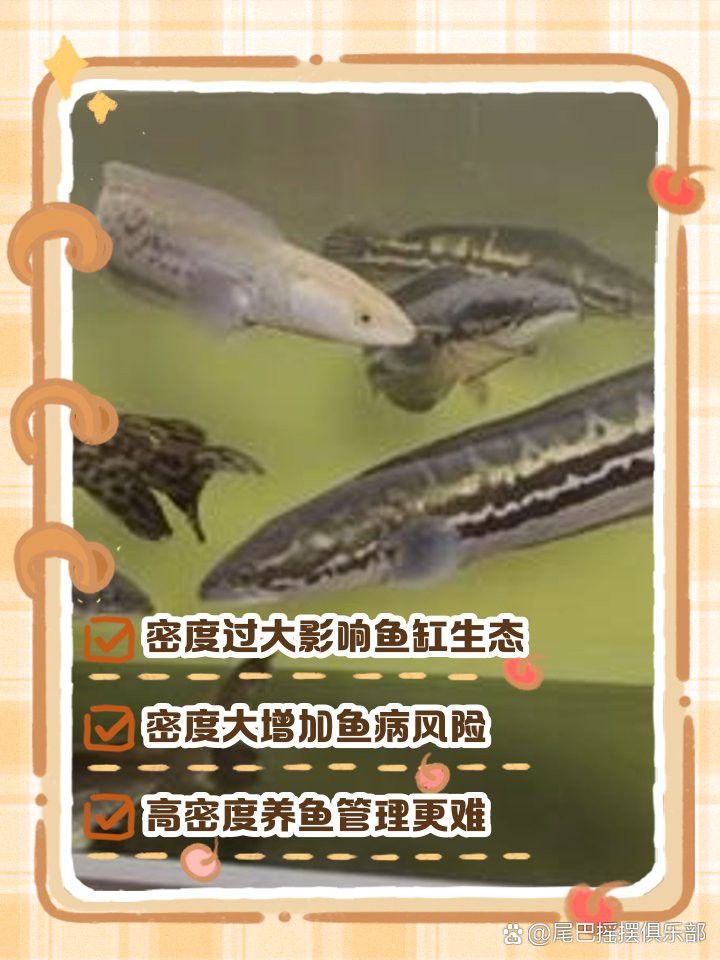 紅龍魚的最佳飼養密度 紅龍魚的最佳飼養密度 龍魚百科 第12張