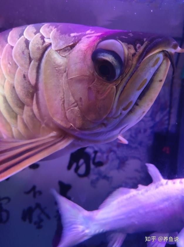 蝴蝶鯉跟龍魚混養會影響龍魚嗎怎么養：蝴蝶鯉和龍魚可以混養但需要注意一些事項，需要注意一些事項