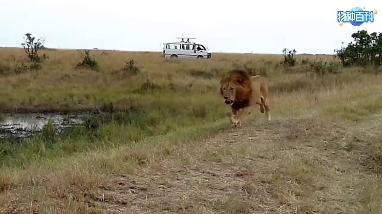 老虎敢吃獅子嗎