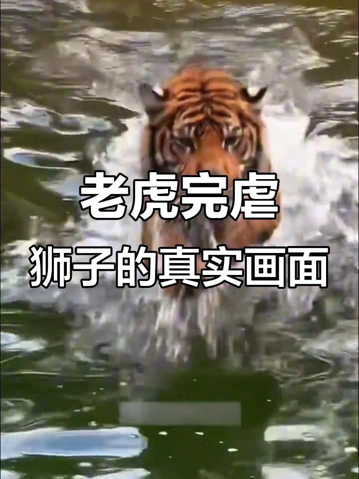 老虎敢吃獅子嗎