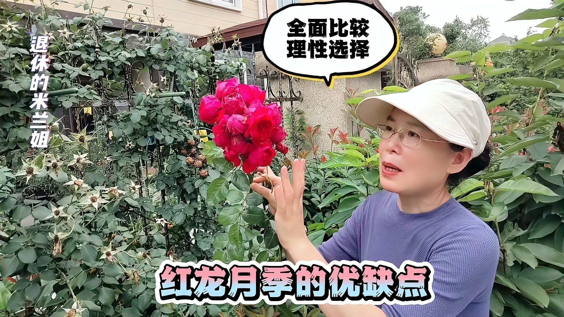 給我一些購買瑰寶龍紅龍的建議