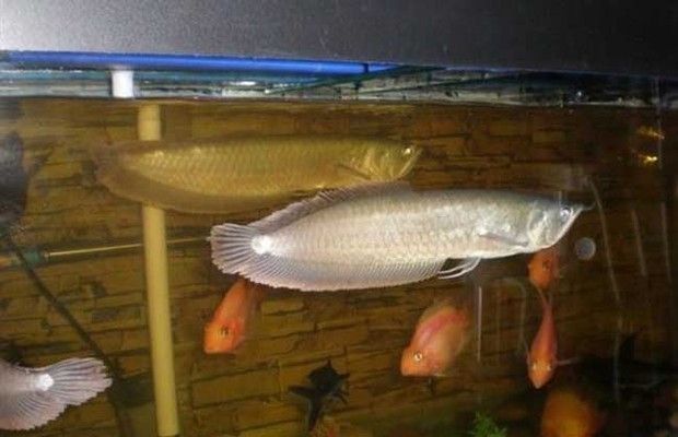 銀龍魚幼魚餌料自制方法：銀龍魚幼魚營(yíng)養(yǎng)均衡搭配,活餌喂養(yǎng)銀龍魚的風(fēng)險(xiǎn) 銀龍魚幼魚餌料自制方法：銀龍魚幼魚營(yíng)養(yǎng)均衡搭配,活餌喂養(yǎng)銀龍魚的風(fēng)險(xiǎn) 龍魚百科 第3張