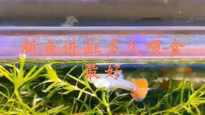龍魚換缸后多久可以喂食？