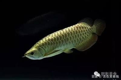龍魚做完手術后可以吃東西嗎圖片視頻：龍魚手術后多久可以進食龍魚術后恢復期護理方法 龍魚做完手術后可以吃東西嗎圖片視頻：龍魚手術后多久可以進食龍魚術后恢復期護理方法 龍魚百科 第3張