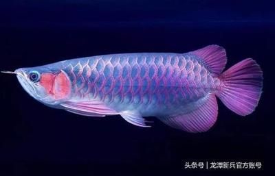 紅龍魚(yú)品種價(jià)格對(duì)比表（2024年紅龍魚(yú)價(jià)格波動(dòng)原因紅龍魚(yú)選購(gòu)技巧指南）