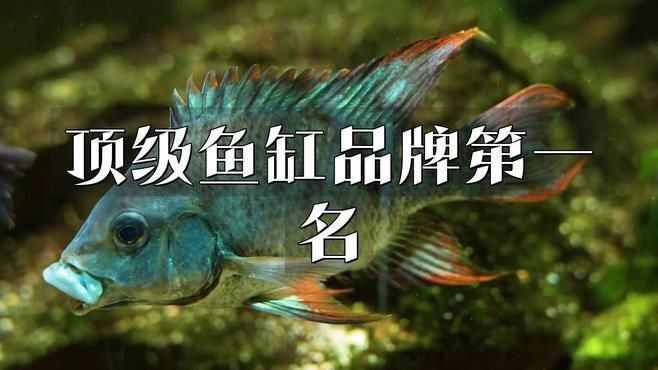 世界頂級魚缸品牌