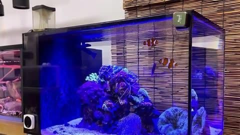 世界頂級魚缸品牌
