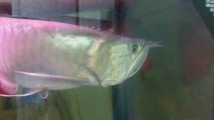 銀龍魚鱗片形狀與品種關系：銀龍魚的鱗片形狀與顏色對于區分不同品種具有重要意義 銀龍魚鱗片形狀與品種關系：銀龍魚的鱗片形狀與顏色對于區分不同品種具有重要意義 龍魚百科 第2張