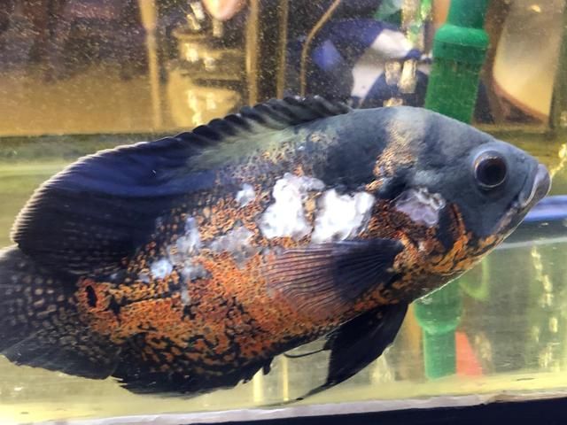 養(yǎng)了一年的龍魚忽然死了意味著什么：養(yǎng)了一年的龍魚突然死亡，可能與以下幾個因素有關(guān)，可以解讀 養(yǎng)了一年的龍魚忽然死了意味著什么：養(yǎng)了一年的龍魚突然死亡，可能與以下幾個因素有關(guān)，可以解讀 龍魚百科 第3張