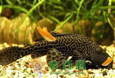 龍魚用慶大霉素（慶大霉素可以治療龍魚的疾病嗎？）